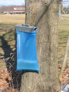 Maple sugaring bag