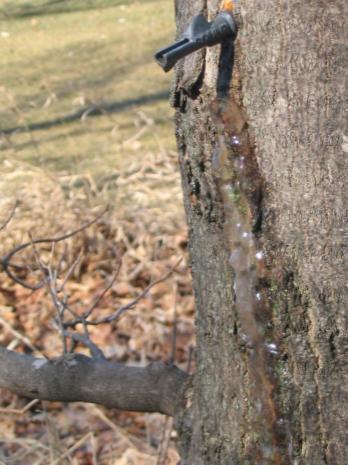 Maple sugaring tap