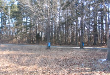 sugar maple trees